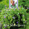 Lindernia grandiflora - Blue Moneywort