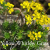Draba alzoides - Yellow Whitlow Grass 