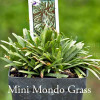 Ophiopogon japonicus 'Pygmaeus' - Pygmy Mondo Grass