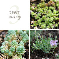 3 Miniature Plant Package