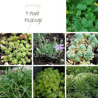7 Miniature Plant Package