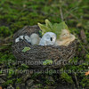 Sleeping Fairy Baby in Nest with Owl
