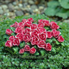 Miniature Rose Flowerbed