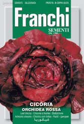 RADICCHIO (Cicoria) orchidea rossa