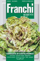 RADICCHIO (Cicoria) variegata di Castelfranco
