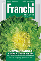ENDIVE ESCAROLE (Indivia scarola) verde a cuore pieno