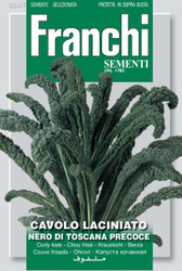 CAVOLO NERO (Cavolo laciniato) di Toscana precoce