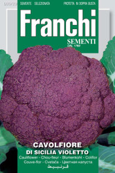 CAULIFLOWER (Cavolfiore) Sicilia violetto