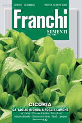 CHICORY (Cicoria) da taglio bionda foglie larghe