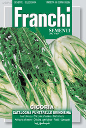 CHICORY (Cicoria) catalogna puntarelle brindisina