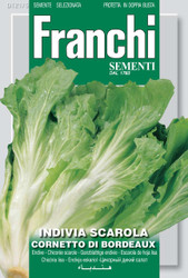 ENDIVE ESCAROLE (Indivia scarola) cornetto di Bordeaux