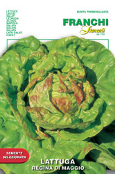 LETTUCE (Lettuga) Regina Di Maggio