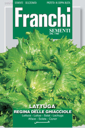LETTUCE (Lattuga) Regina Delle Ghiacciole