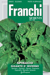 SPINACH (Spinacio) gigante d'inverno