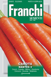 CARROT (Carota) Nantes 2