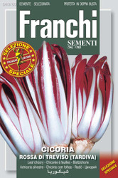 RADICCHIO (Cicoria) rossa di Treviso (tardiva)