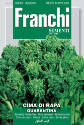 CIMA DI RAPA (Rapini) quarantina