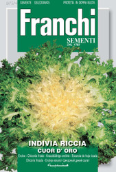 ENDIVE CURLEY (Indivia riccia) cour d'oro
