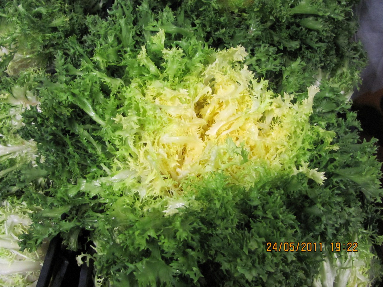 75-4 ENDIVE CURLEY (Indivia riccia) cour d'oro