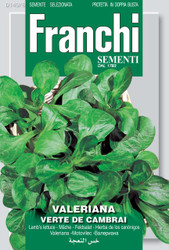 LAMBS LETTUCE (Valeriana) verte de cambrai