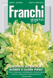 ENDIVE ESCAROLE (Indivia scarola) bionda cuore piano