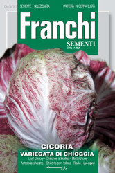 RADICCHIO (Cicoria) variegata di Chioggia