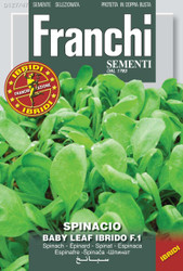 SPINACH (Spinacio) baby leaf hybrid F1