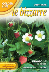STRAWBERRY (Fragola) di bosco GOLDEN LINE