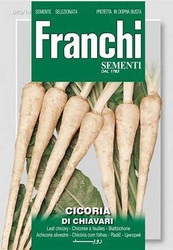 CHICORY (Cicoria) di Chiavari