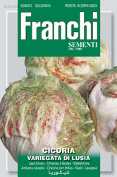 RADICCHIO (Cicoria) variegata di lusia