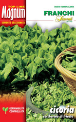 CHICORY (Cicoria) zuccherina di Trieste MAGNUM 30g