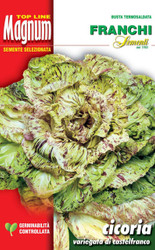 RADICCHIO (Cicoria) variegata di Castelfranco Magnum 28g