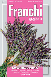 LAVENDER (Lavanda-vera)