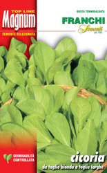 CHICORY (Cicoria) da taglio bionda foglie larghe MAGNUM 30g