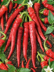 CHILLI (Pepperoncino) Cayenne