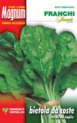 CHARD (Bietola) verde de taglio MAGNUM 21G