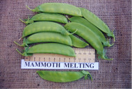SNOW PEA (Pisello Dolce) Mammoth Melting