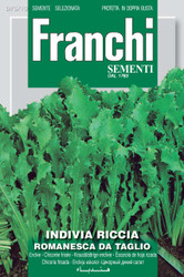 ENDIVE CURLEY (Indivia Riccia) Romanesca da Taglio