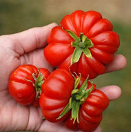 TOMATO Costoluto Fiorentino