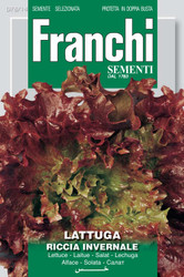 LETTUCE (Lattuga) Riccia Invernale