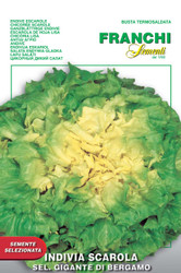 ENDIVE ESCAROLE (Indivia scarola) Sel. Gigante di Bergamo