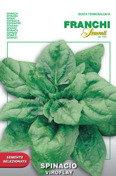 SPINACH (Spinacio) Monstrueux de Viroflay