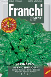 SPINACH (Spinacio) Scenic Ibrido F1
