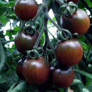 TOMATO (Pomodoro) - Black Cherry NEW