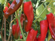 CHILLI (PEPERONE) BIG JIM 