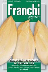 CHICORY witloof - SALE