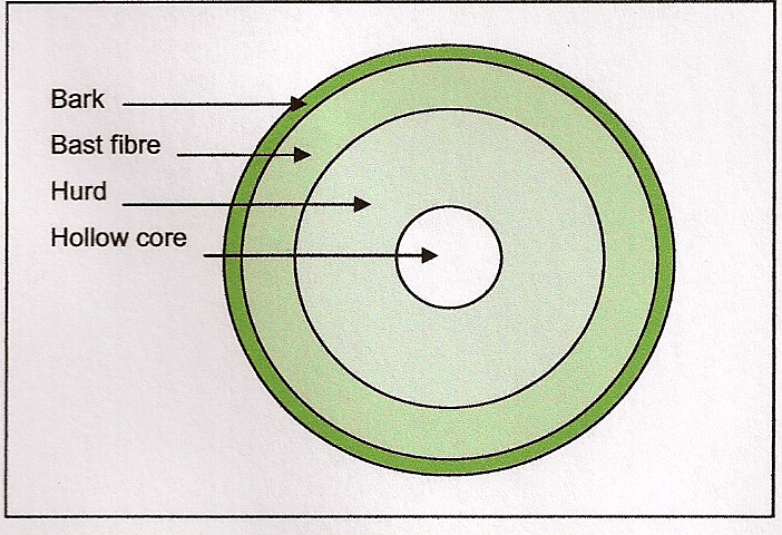 cross-secion-of-hemp-stalk.jpg