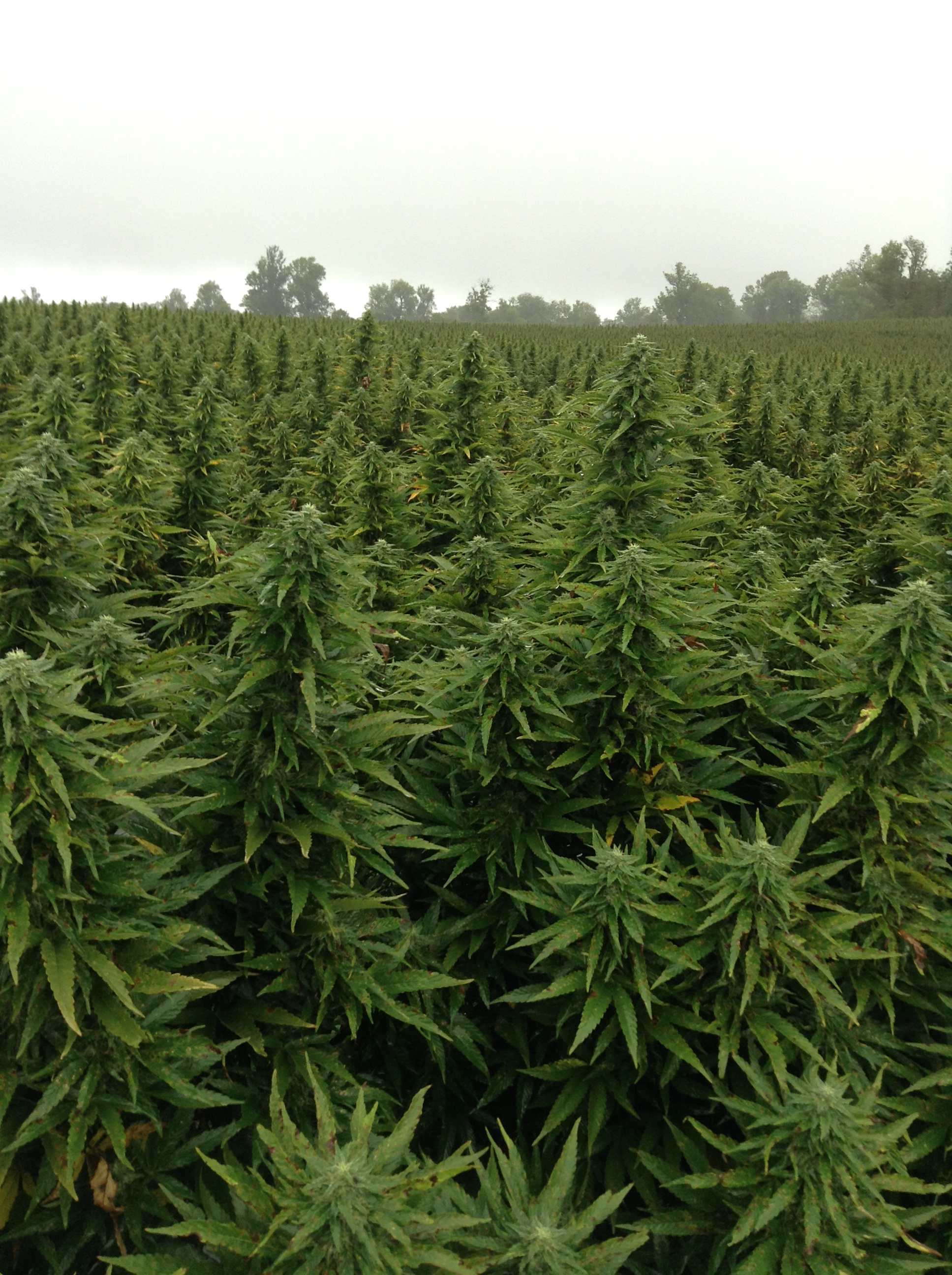 hemp-field.jpg