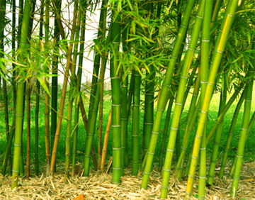 yarn-bamboo.jpg