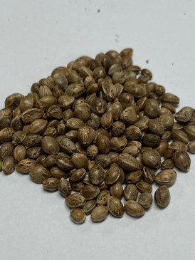  Han NE Hemp Fiber Planting Seeds 1lb 